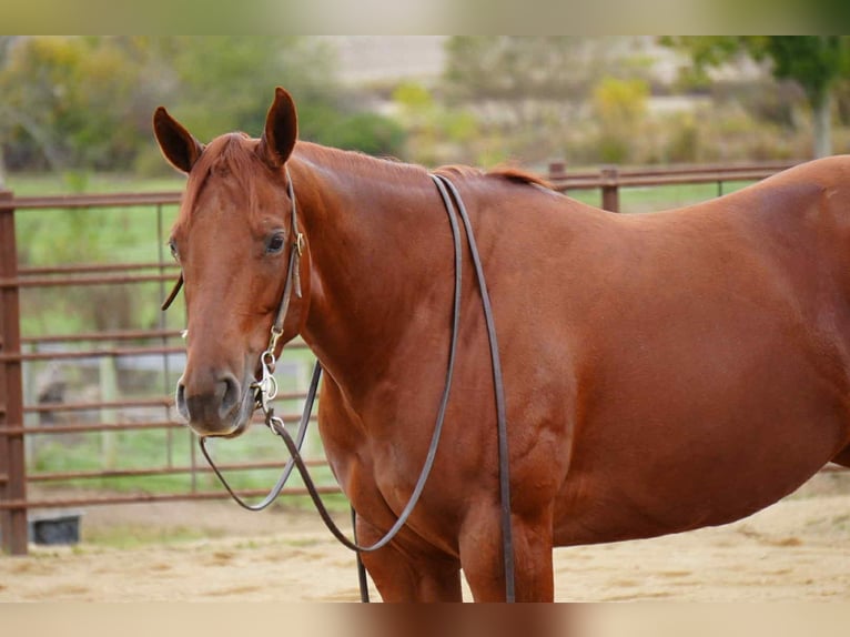 American Quarter Horse Merrie 4 Jaar 155 cm Roodvos in Fredericksburg, OH