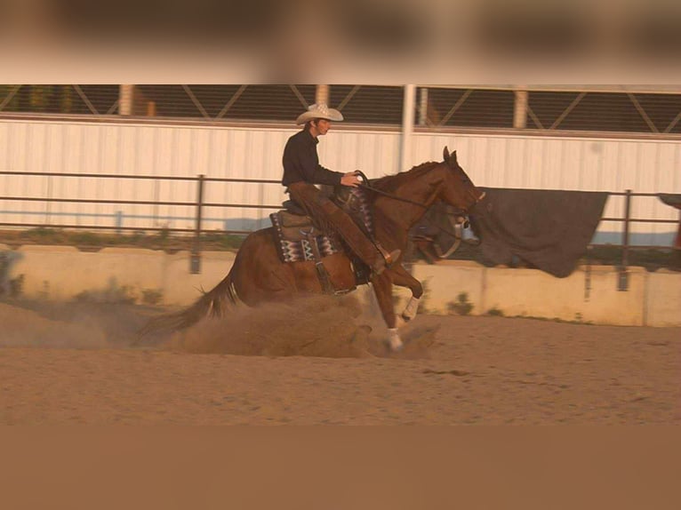 American Quarter Horse Merrie 4 Jaar 155 cm Roodvos in Fredericksburg