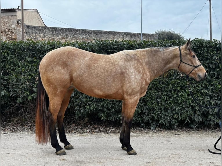 American Quarter Horse Merrie 4 Jaar 156 cm Buckskin in Verona