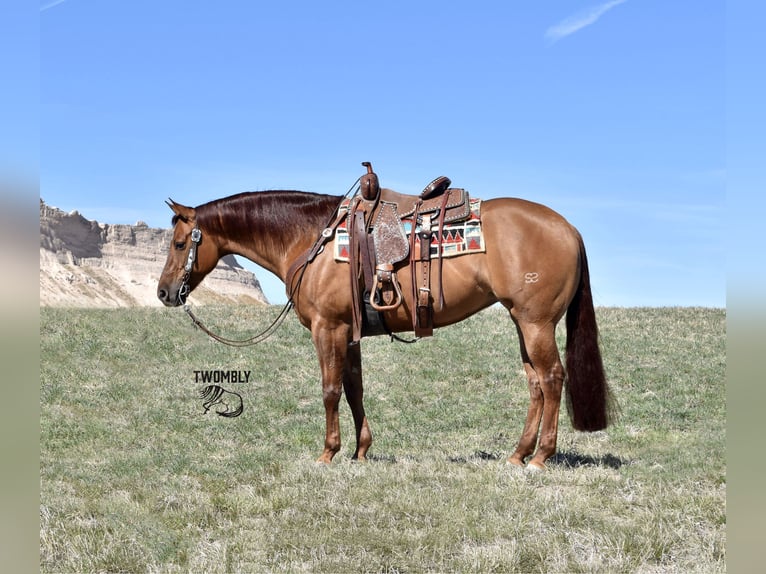 American Quarter Horse Merrie 4 Jaar 157 cm Red Dun in Bayard, Nebraska