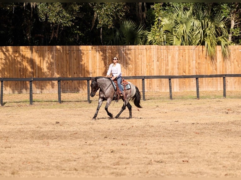 American Quarter Horse Mix Merrie 4 Jaar 157 cm Roan-Blue in Ocala