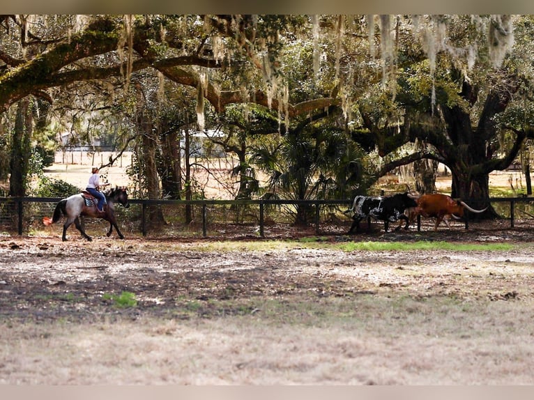 American Quarter Horse Mix Merrie 4 Jaar 157 cm Roan-Blue in Ocala