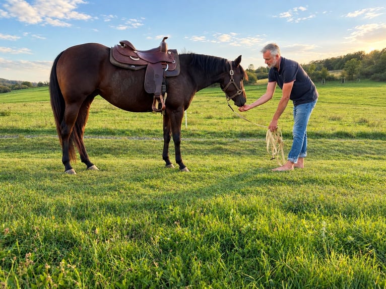 American Quarter Horse Merrie 4 Jaar 160 cm Bruin in Dillenburg