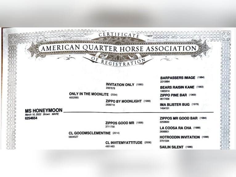 American Quarter Horse Merrie 4 Jaar 160 cm Bruin in Dillenburg