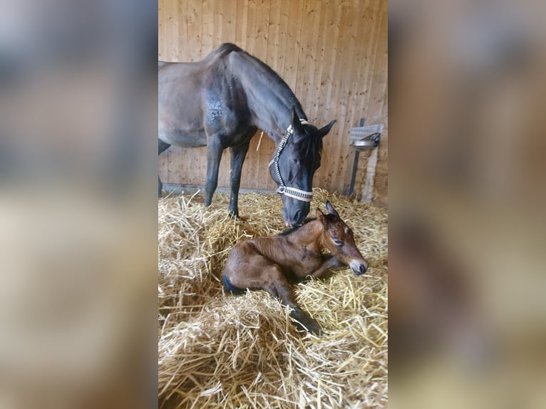 American Quarter Horse Mix Merrie 4 Jaar 160 cm Bruin in Buchs ZH