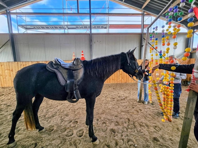 American Quarter Horse Merrie 4 Jaar 160 cm Donkerbruin in Düren