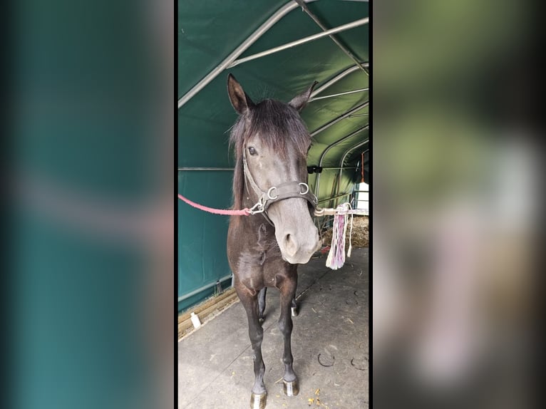 American Quarter Horse Merrie 4 Jaar 160 cm Donkerbruin in Düren