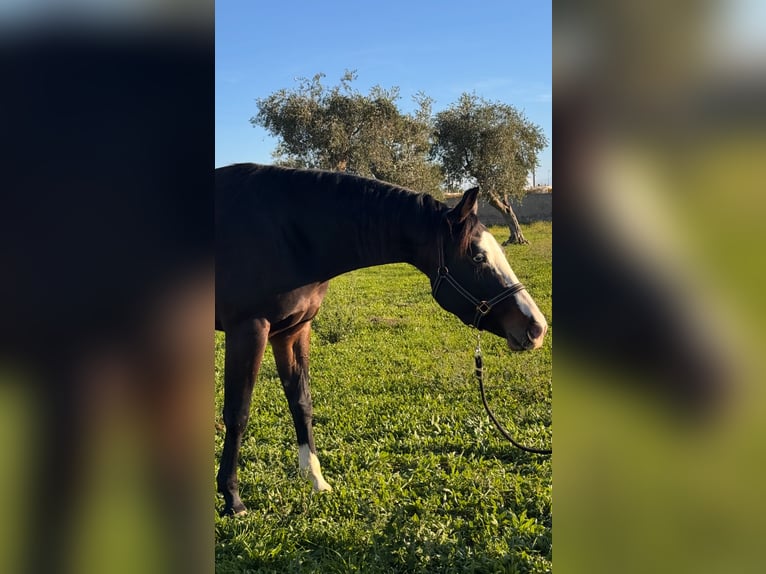 American Quarter Horse Merrie 4 Jaar 160 cm Donkerbruin in Bari
