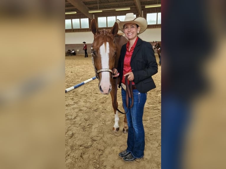 American Quarter Horse Merrie 4 Jaar 160 cm Vos in Neufra