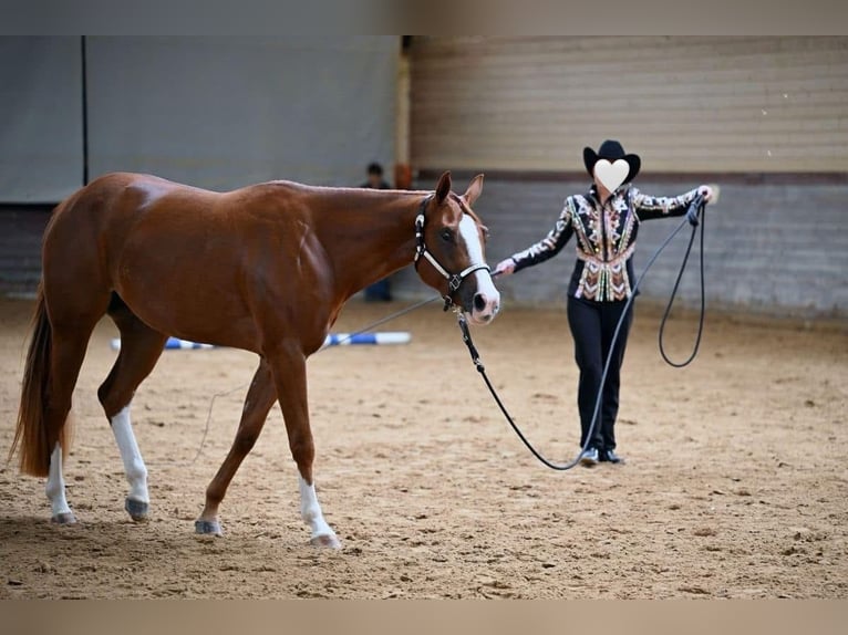 American Quarter Horse Merrie 4 Jaar 160 cm Vos in Neufra