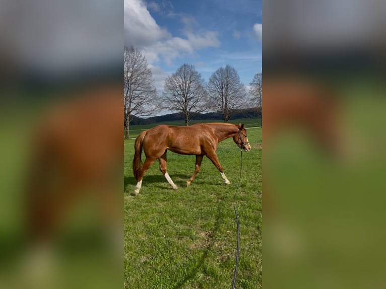 American Quarter Horse Merrie 4 Jaar 160 cm Vos in Neufra