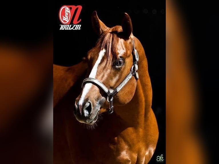 American Quarter Horse Merrie 4 Jaar 160 cm Vos in Neufra
