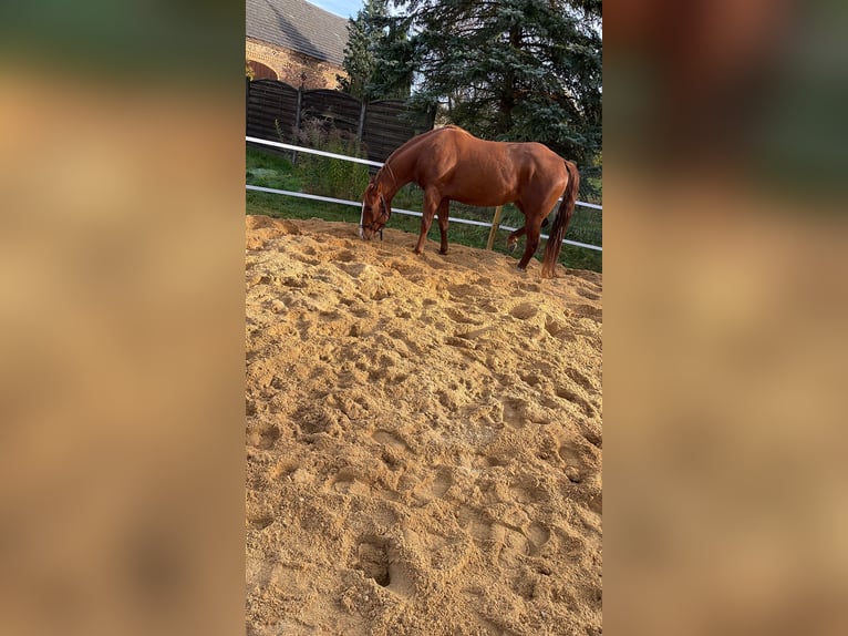 American Quarter Horse Merrie 4 Jaar 163 cm Bruin in Spremberg