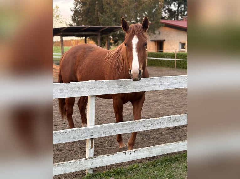 American Quarter Horse Merrie 4 Jaar 163 cm Bruin in Spremberg