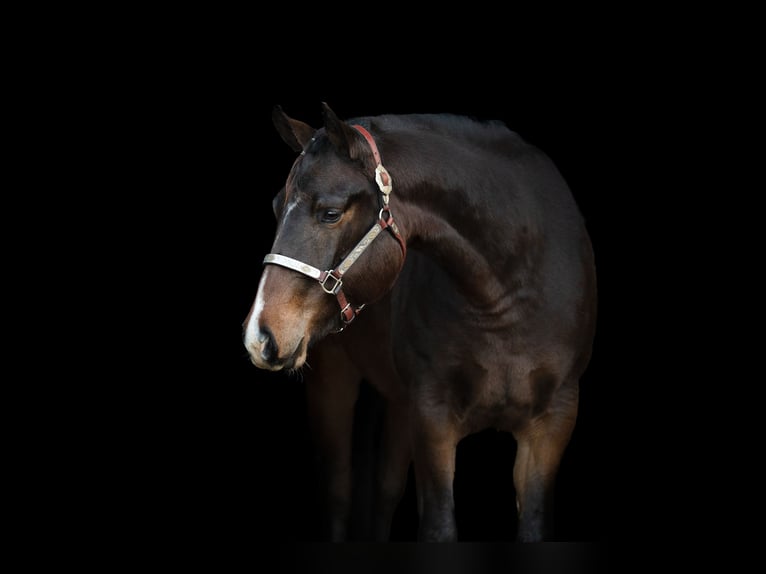 American Quarter Horse Merrie 4 Jaar 163 cm Donkerbruin in Sneek
