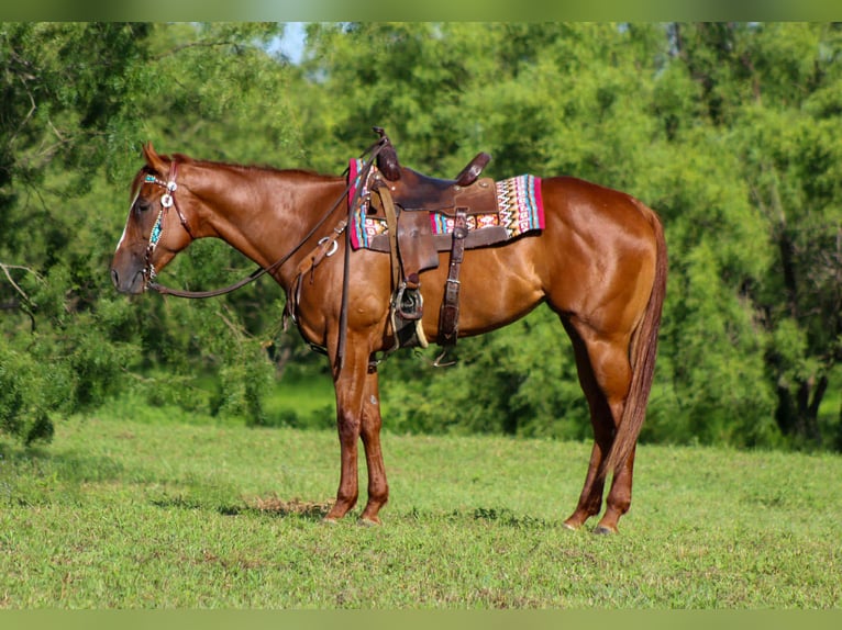 American Quarter Horse Merrie 4 Jaar 163 cm Donkere-vos in Stephenville TX