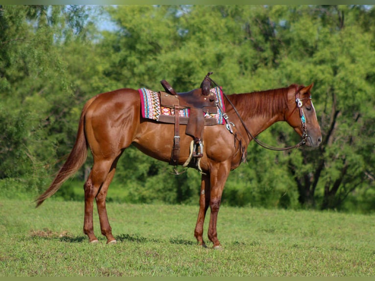 American Quarter Horse Merrie 4 Jaar 163 cm Donkere-vos in Stephenville TX