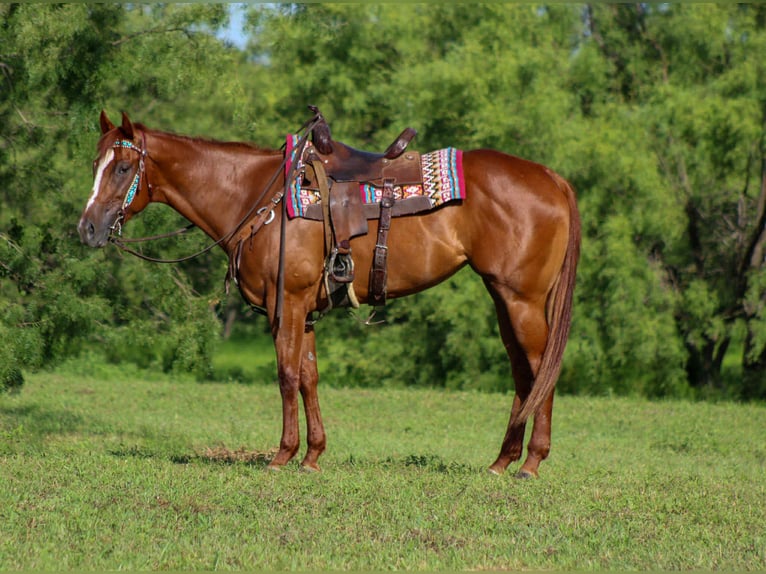 American Quarter Horse Merrie 4 Jaar 163 cm Donkere-vos in Stephenville TX
