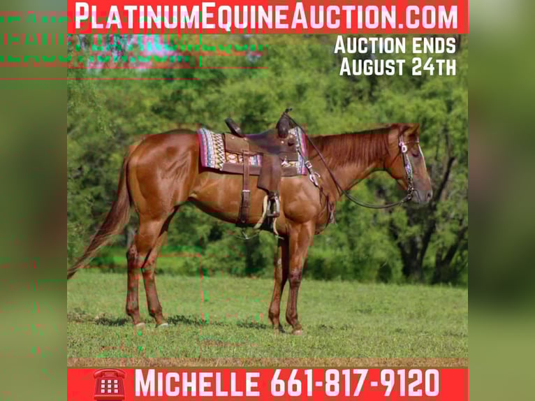 American Quarter Horse Merrie 4 Jaar 163 cm Donkere-vos in Stephenville TX