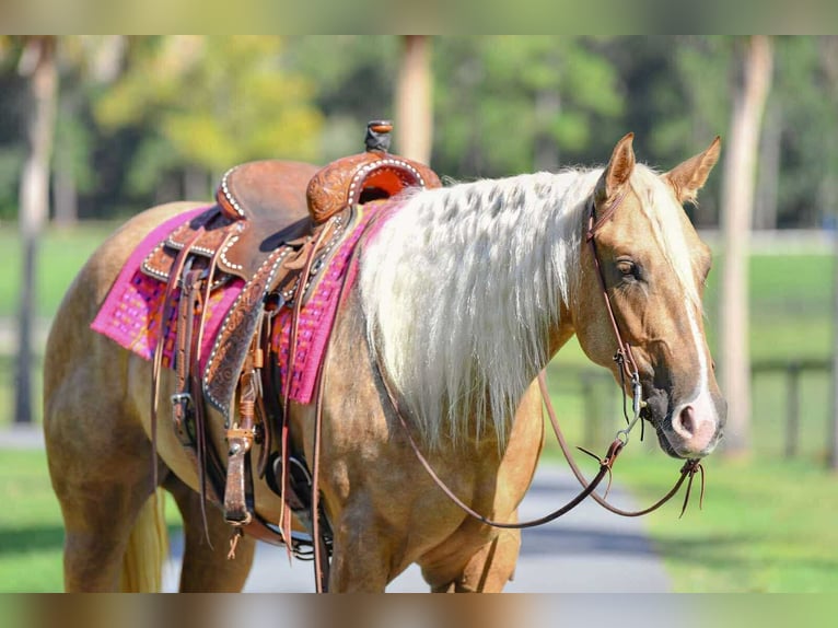 American Quarter Horse Merrie 4 Jaar 163 cm Palomino in Ocala