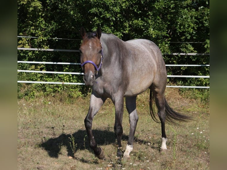 American Quarter Horse Merrie 4 Jaar 163 cm Roan-Bay in Pöttsching