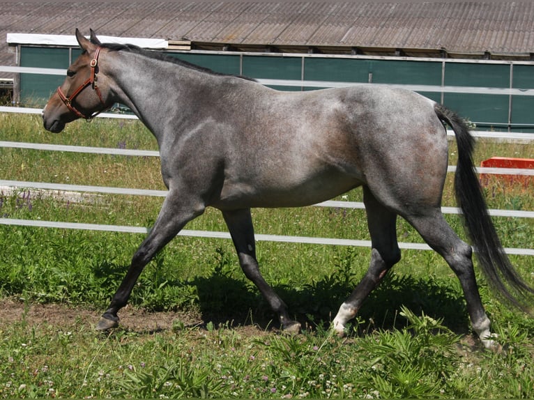 American Quarter Horse Merrie 4 Jaar 163 cm Roan-Bay in Pöttsching