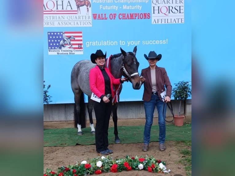 American Quarter Horse Merrie 4 Jaar 163 cm Roan-Bay in Pöttsching