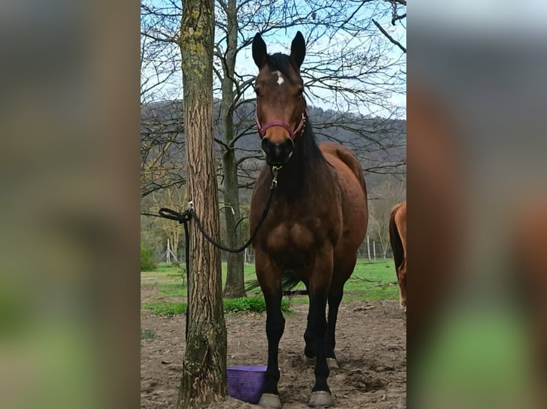 American Quarter Horse Merrie 4 Jaar 167 cm Roodbruin in Esztergom