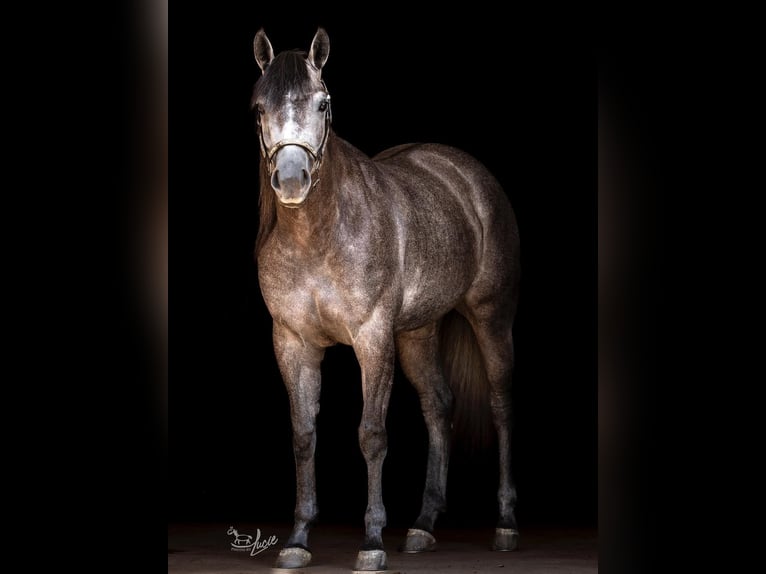 American Quarter Horse Merrie 4 Jaar Blauwschimmel in Jistebník