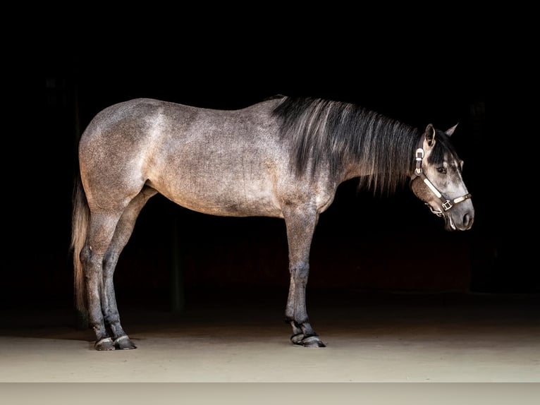 American Quarter Horse Merrie 4 Jaar Blauwschimmel in Jistebník