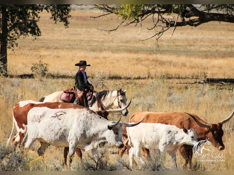 American Quarter Horse Merrie 4 Jaar Buckskin in Cody, WY