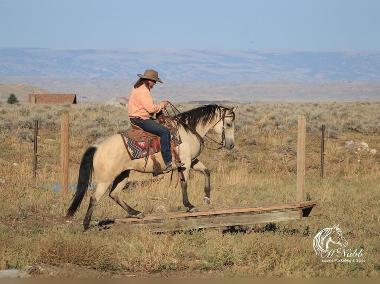 American Quarter Horse Merrie 4 Jaar Buckskin in Cody, WY