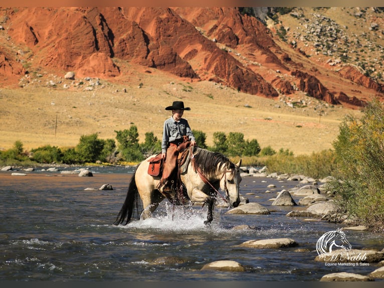 American Quarter Horse Merrie 4 Jaar Buckskin in Cody, WY