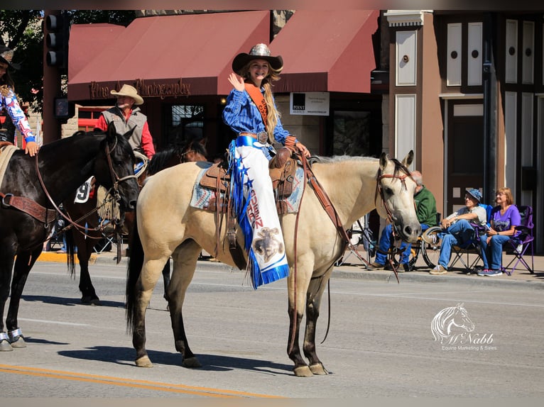 American Quarter Horse Merrie 4 Jaar Buckskin in Cody, WY