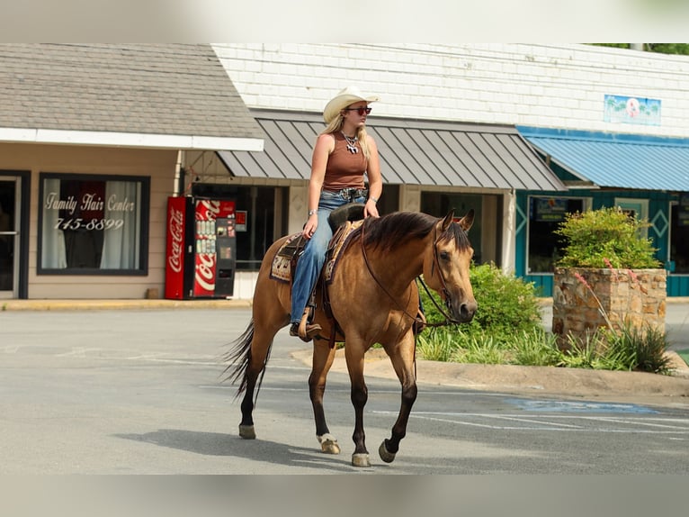 American Quarter Horse Merrie 4 Jaar Buckskin in Quitman