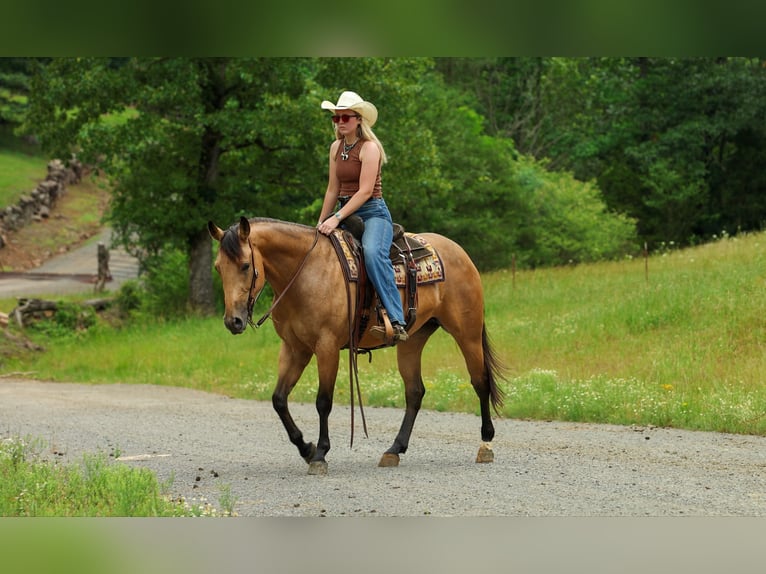 American Quarter Horse Merrie 4 Jaar Buckskin in Quitman