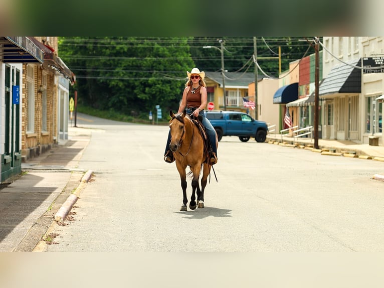 American Quarter Horse Merrie 4 Jaar Buckskin in Quitman