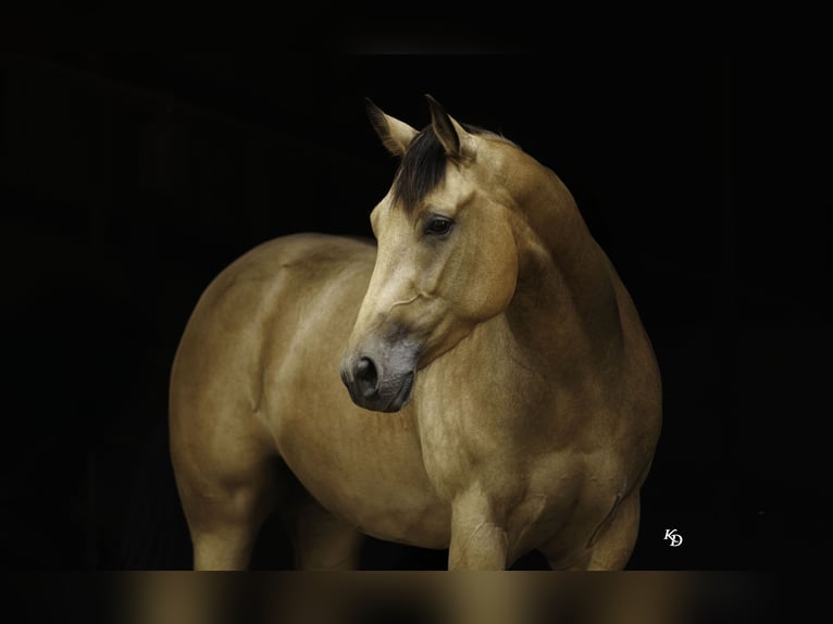American Quarter Horse Merrie 4 Jaar Buckskin in Quitman