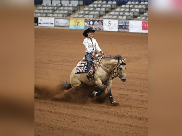 American Quarter Horse Merrie 4 Jaar Buckskin in Wayne