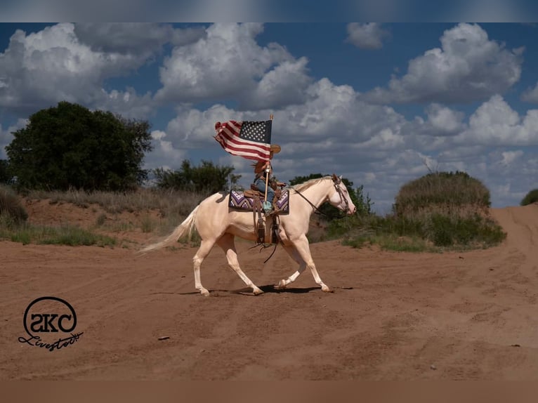 American Quarter Horse Merrie 4 Jaar Cremello in Canyon