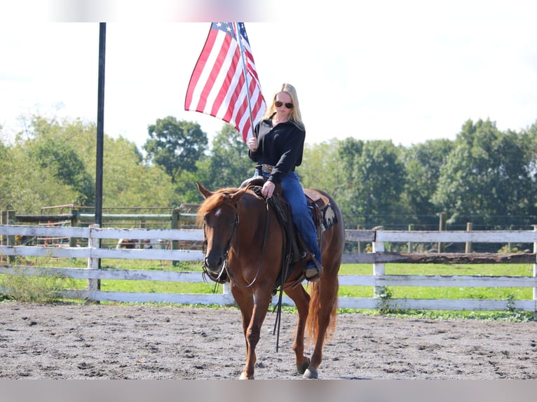 American Quarter Horse Merrie 4 Jaar Donkere-vos in Jonestown