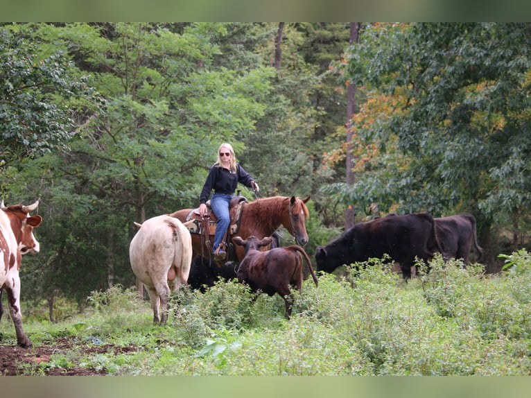 American Quarter Horse Merrie 4 Jaar Donkere-vos in Jonestown
