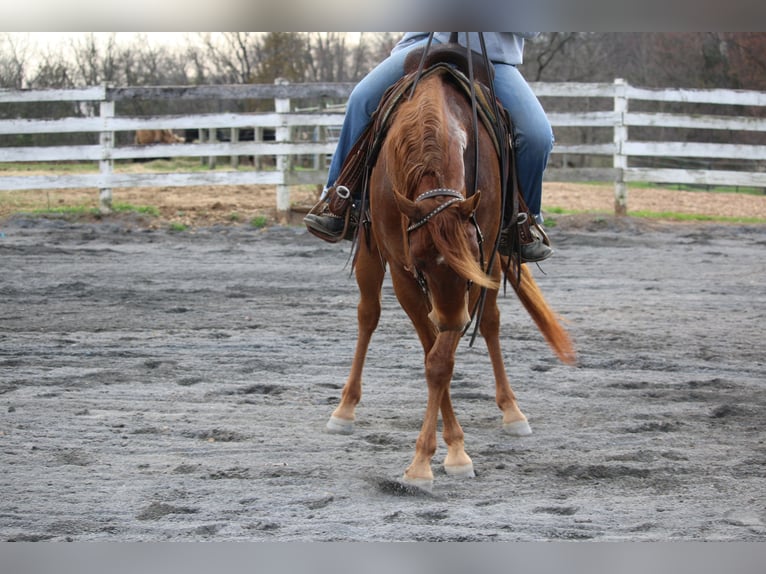 American Quarter Horse Merrie 4 Jaar Donkere-vos in Jonestown