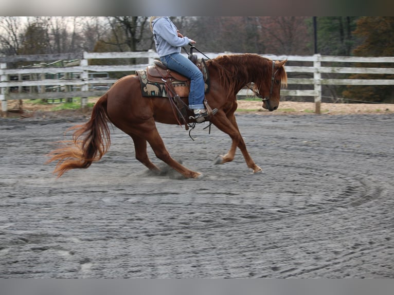 American Quarter Horse Merrie 4 Jaar Donkere-vos in Jonestown
