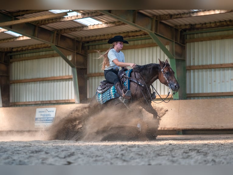 American Quarter Horse Merrie 4 Jaar Donkere-vos in Balingen