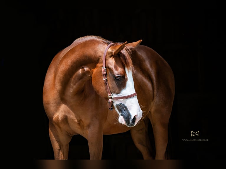 American Quarter Horse Merrie 4 Jaar Donkere-vos in Tannheim