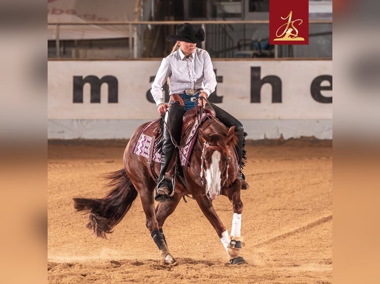 American Quarter Horse Merrie 4 Jaar Donkere-vos in Tannheim