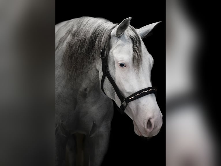 American Quarter Horse Merrie 4 Jaar Overo-alle-kleuren in Verona