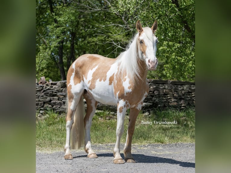 American Quarter Horse Merrie 4 Jaar Overo-alle-kleuren in Everett PA