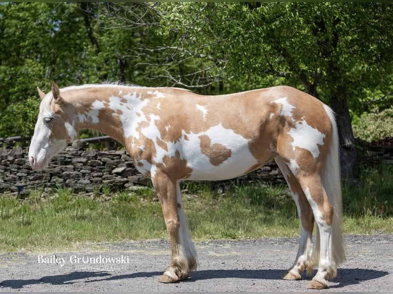 American Quarter Horse Merrie 4 Jaar Overo-alle-kleuren in Everett PA